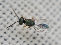 Pteromalidae
