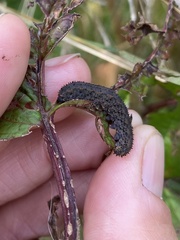 Lagium atroviolaceum
