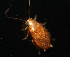 Plectoptera poeyi