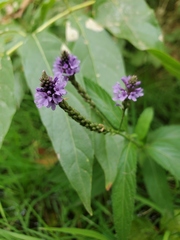 Verbena hastata