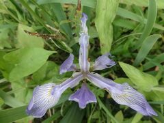 Iris versicolor