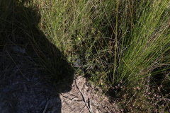 Hibbertia stricta stricta