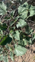 Datura discolor