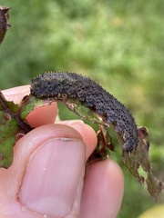 Lagium atroviolaceum
