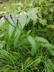 Verbena hastata