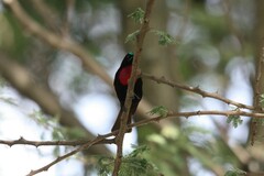 Chalcomitra senegalensis