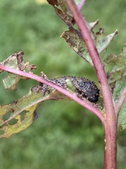 Lagium atroviolaceum