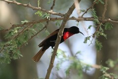 Chalcomitra senegalensis