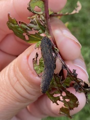 Lagium atroviolaceum