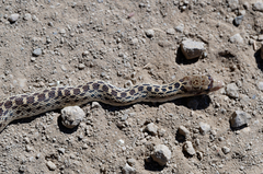 Pituophis catenifer catenifer