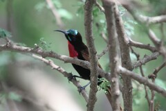 Chalcomitra senegalensis