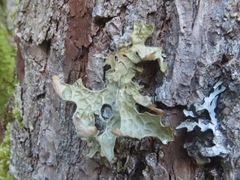 Lobaria