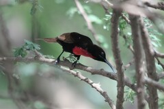 Chalcomitra senegalensis