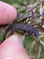 Lagium atroviolaceum