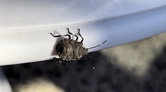 Halyomorpha halys