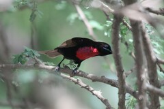 Chalcomitra senegalensis