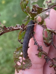 Lagium atroviolaceum