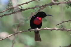 Chalcomitra senegalensis