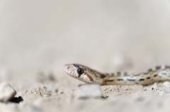 Pituophis catenifer catenifer