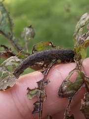 Lagium atroviolaceum