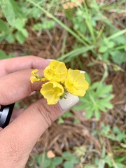 Crocanthemum glomeratum