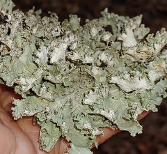 Parmotrema hypotropum