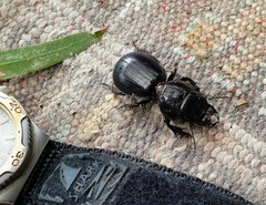 Scaraphites hirtipes