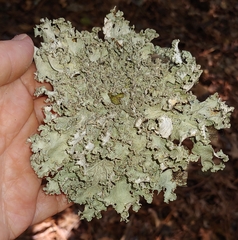 Parmotrema hypotropum