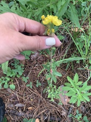 Crocanthemum glomeratum