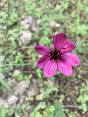 Cosmos concolor