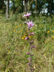 Liatris squarrulosa