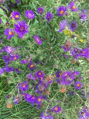 Symphyotrichum novae-angliae