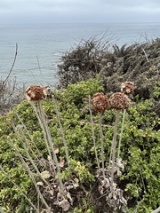 Eriogonum latifolium