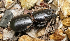 Scaraphites hirtipes