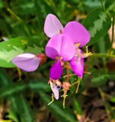 Desmodium batocaulon