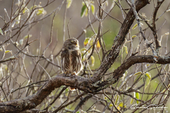Glaucidium brasilianum
