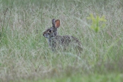 Sylvilagus aquaticus