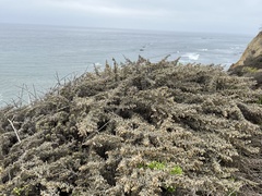 Artemisia californica