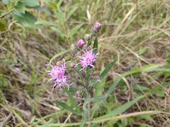 Liatris squarrulosa