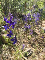 Delphinium bicolor