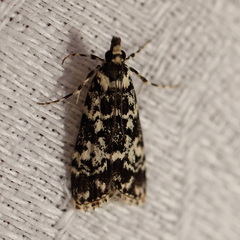 Scoparia exhibitalis