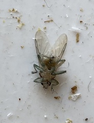 Hippoboscidae