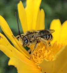 Melissodes trinodis