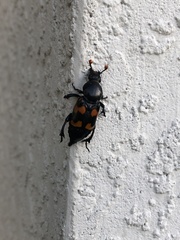 Nicrophorus carolina