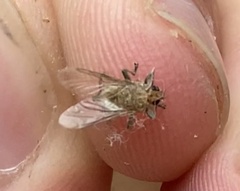 Hippoboscidae