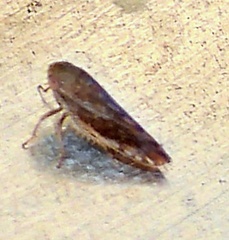 Acinopterus
