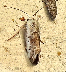 Ponometia phecolisca