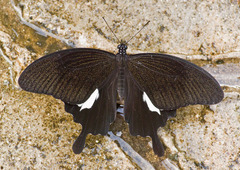 Papilio nephelus annulus