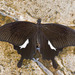Papilio nephelus annulus - Photo 由 djhiker 所上傳的 (c) djhiker，保留部份權利CC BY-NC
