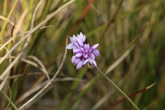 Sowerbaea juncea